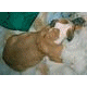 Puppy Birth - January 2nd 2002