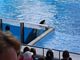 Killer whale Shamu during the Believe show at Seaworld