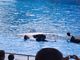 Handlers laying and stroking killer whale Shamu during the Believe show at Seaworld