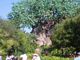 The tree of life at Disney Animal Kingdom