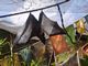 Close-up of a large bat at Disney Animal Kingdom