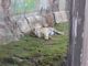 A tiger relaxing at Disney Animal Kingdom