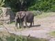 Elephants at Disney Animal Kingdom