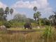 Elephants at Disney Animal Kingdom