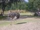 Ostrich at Disney Animal Kingdom