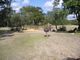 Ostrich and zebra at Disney Animal Kingdom