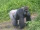 A gorilla at Disney Animal Kingdom